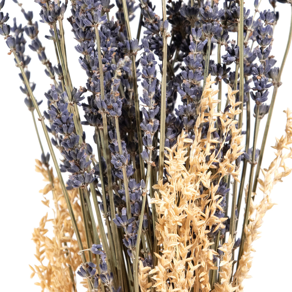 Mazzo di lavanda e spighe