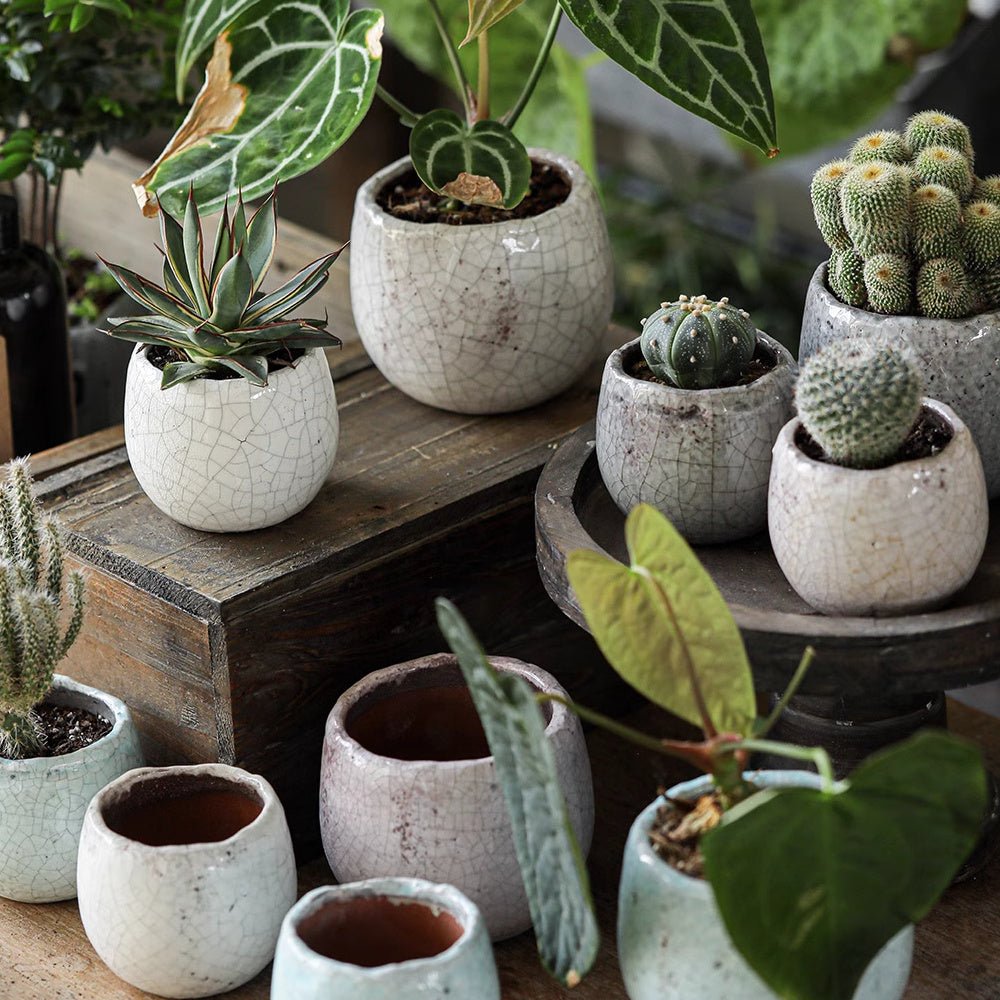 Set di 5 vasi per succulente in ceramica craquelé scelti casualmente