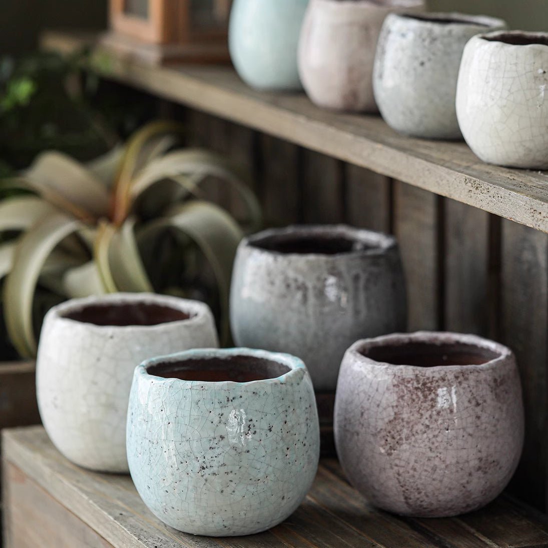 Set di 5 vasi per succulente in ceramica craquelé scelti casualmente