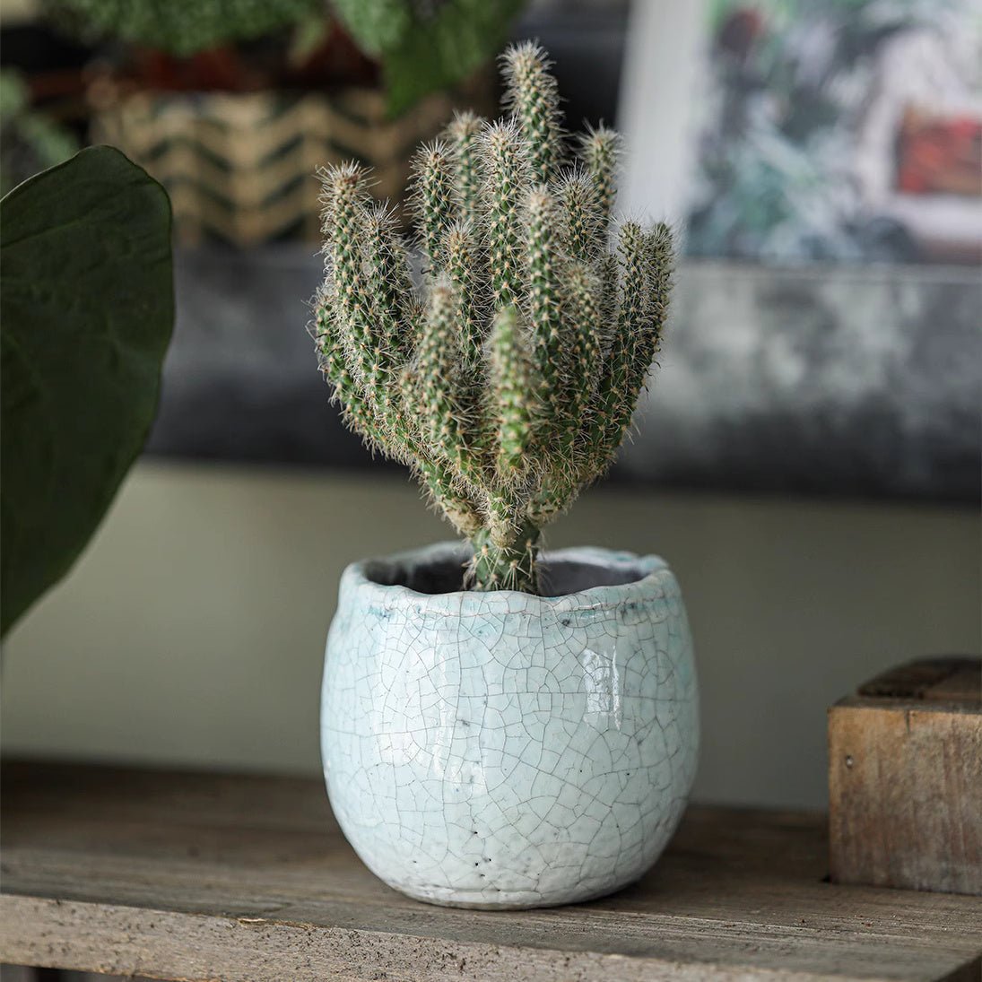 Set di 5 vasi per succulente in ceramica craquelé scelti casualmente