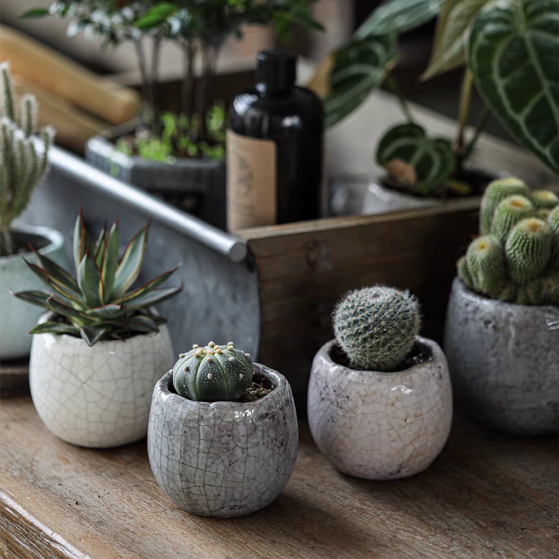 Set di 5 vasi per succulente in ceramica craquelé scelti casualmente