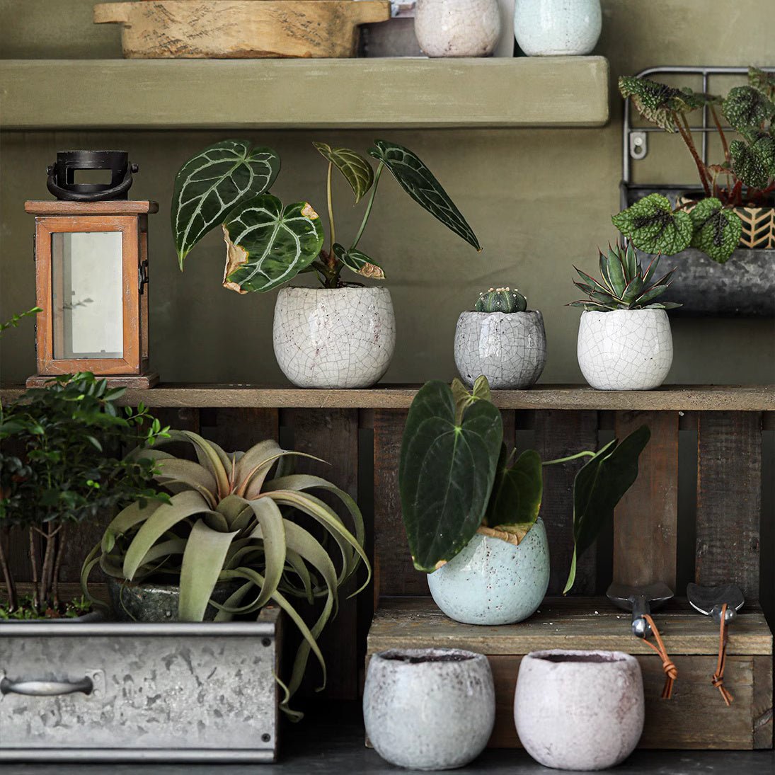 Set di 5 vasi per succulente in ceramica craquelé scelti casualmente