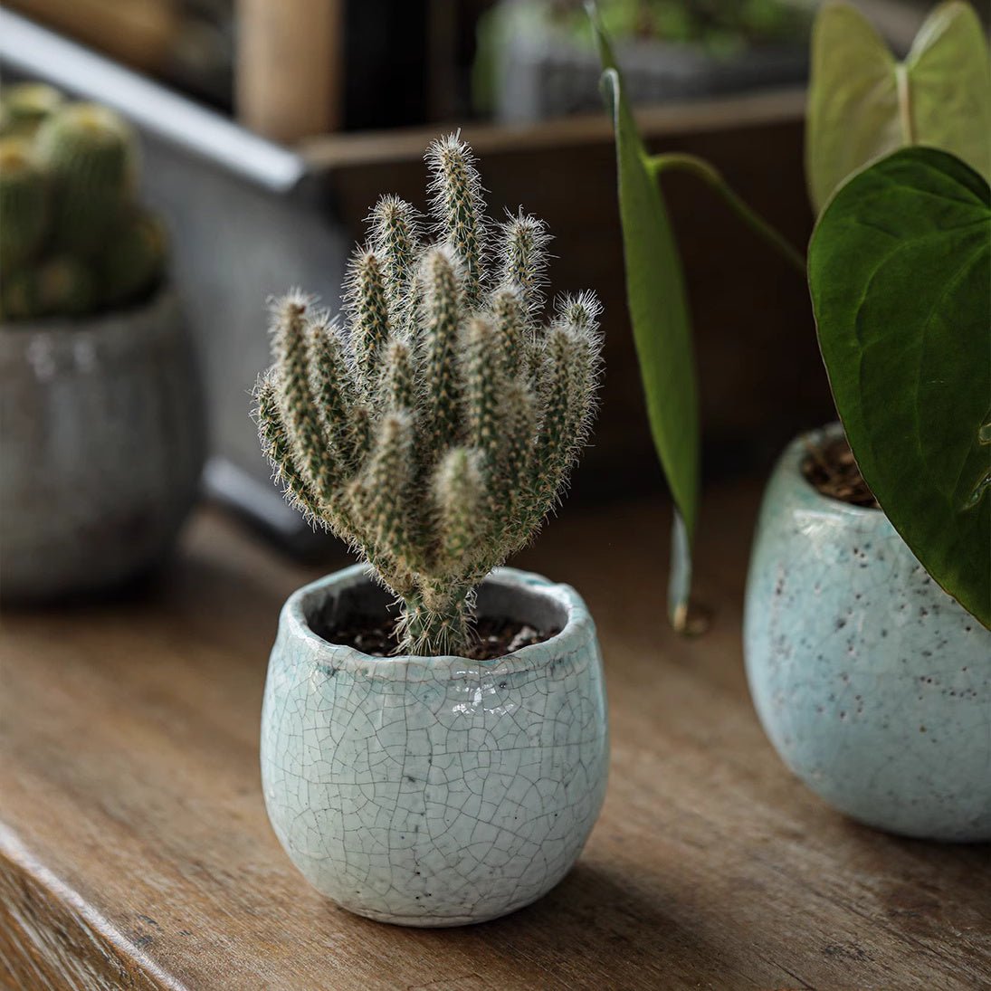 Set di 5 vasi per succulente in ceramica craquelé scelti casualmente