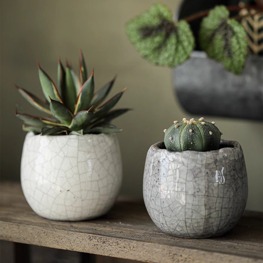 Set di 5 vasi per succulente in ceramica craquelé scelti casualmente