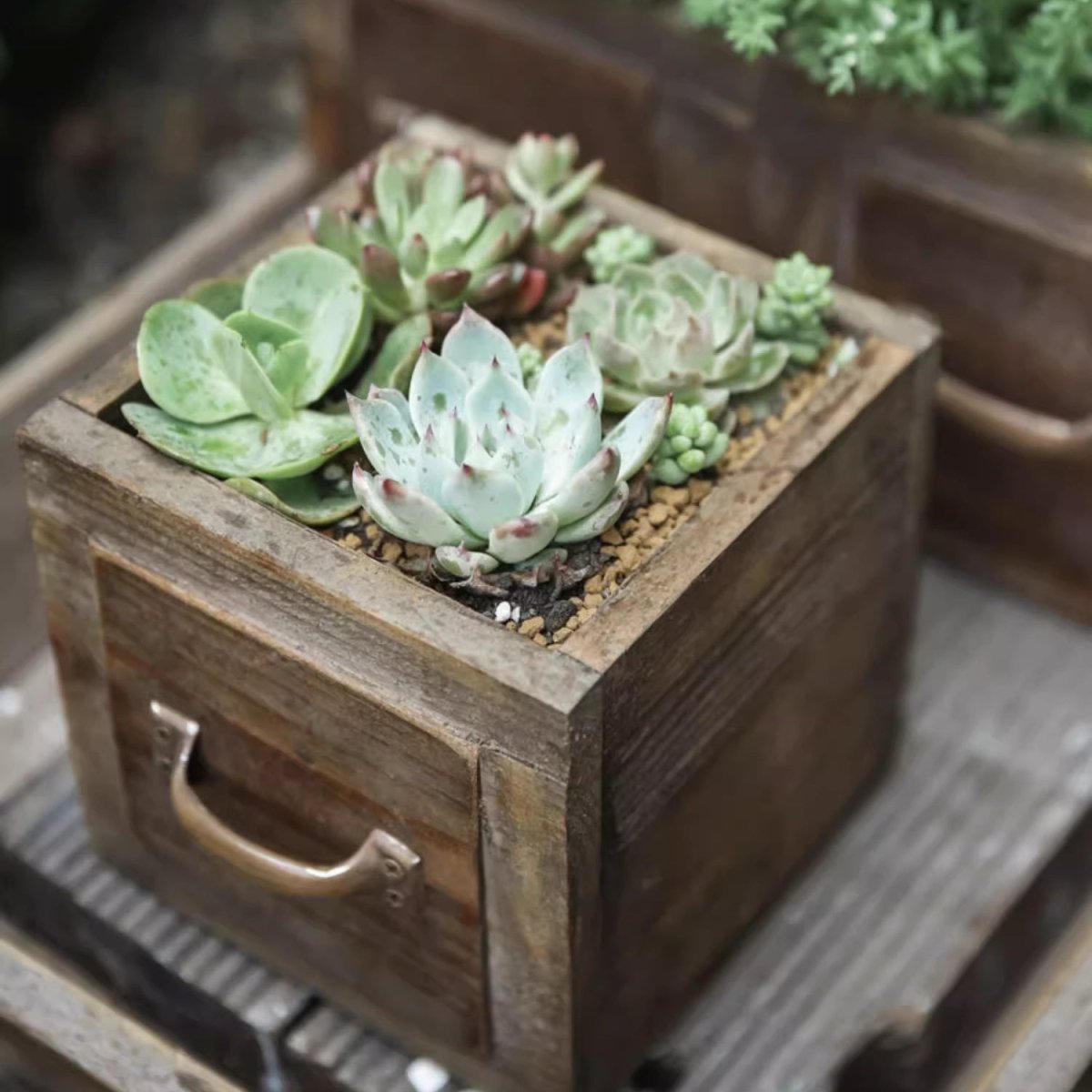 Cassetta in legno stile rustico per piante grasse o fiori