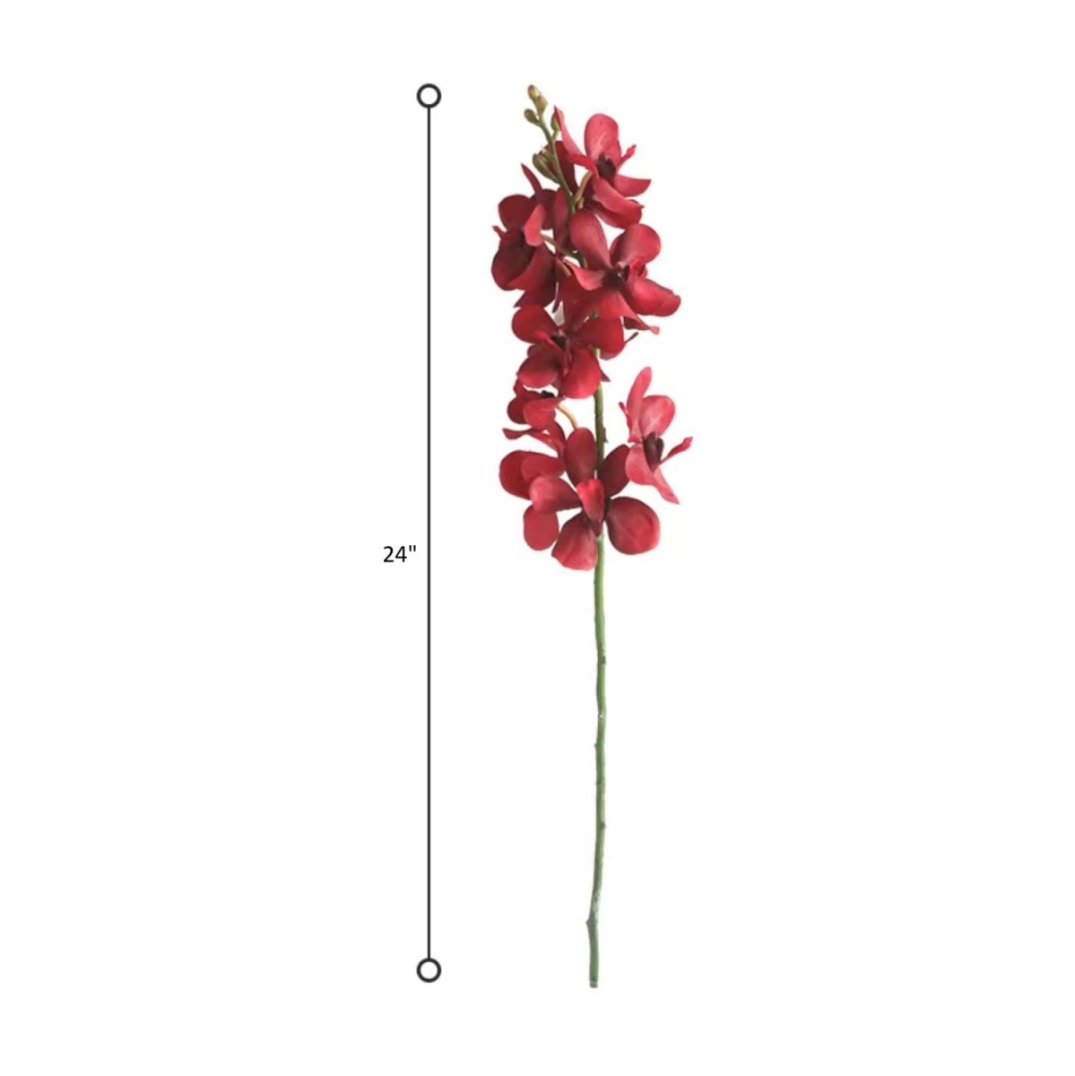 Stelo singolo di orchidea rossa, altezza 60 cm