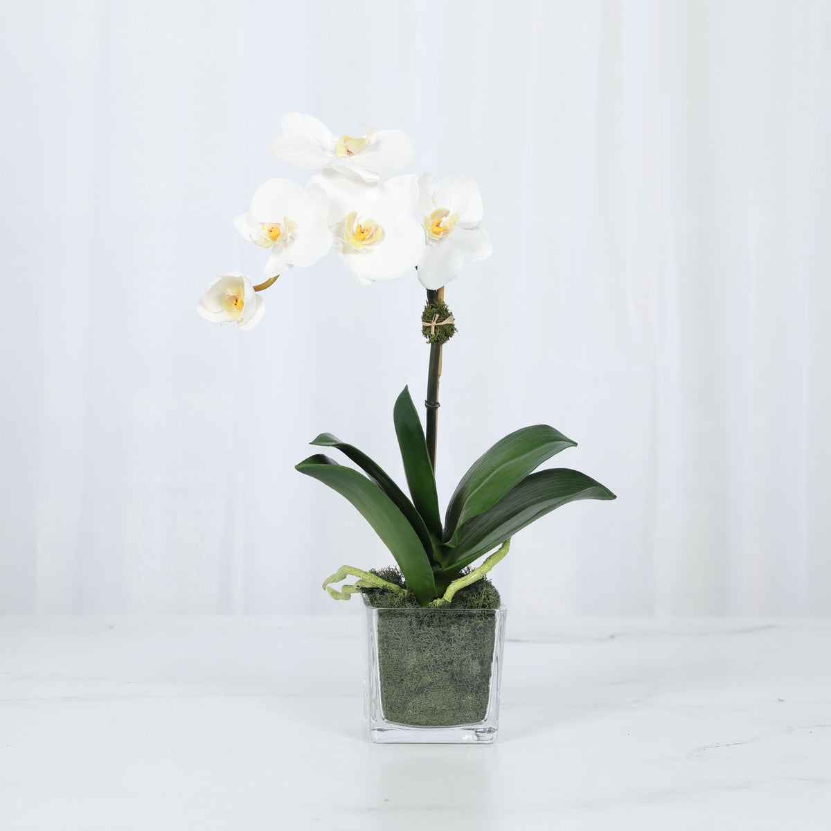 Mini composition d'orchidées dans un vase carré en verre