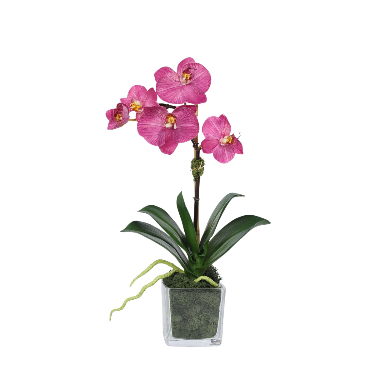 Mini composition d'orchidées dans un vase carré en verre