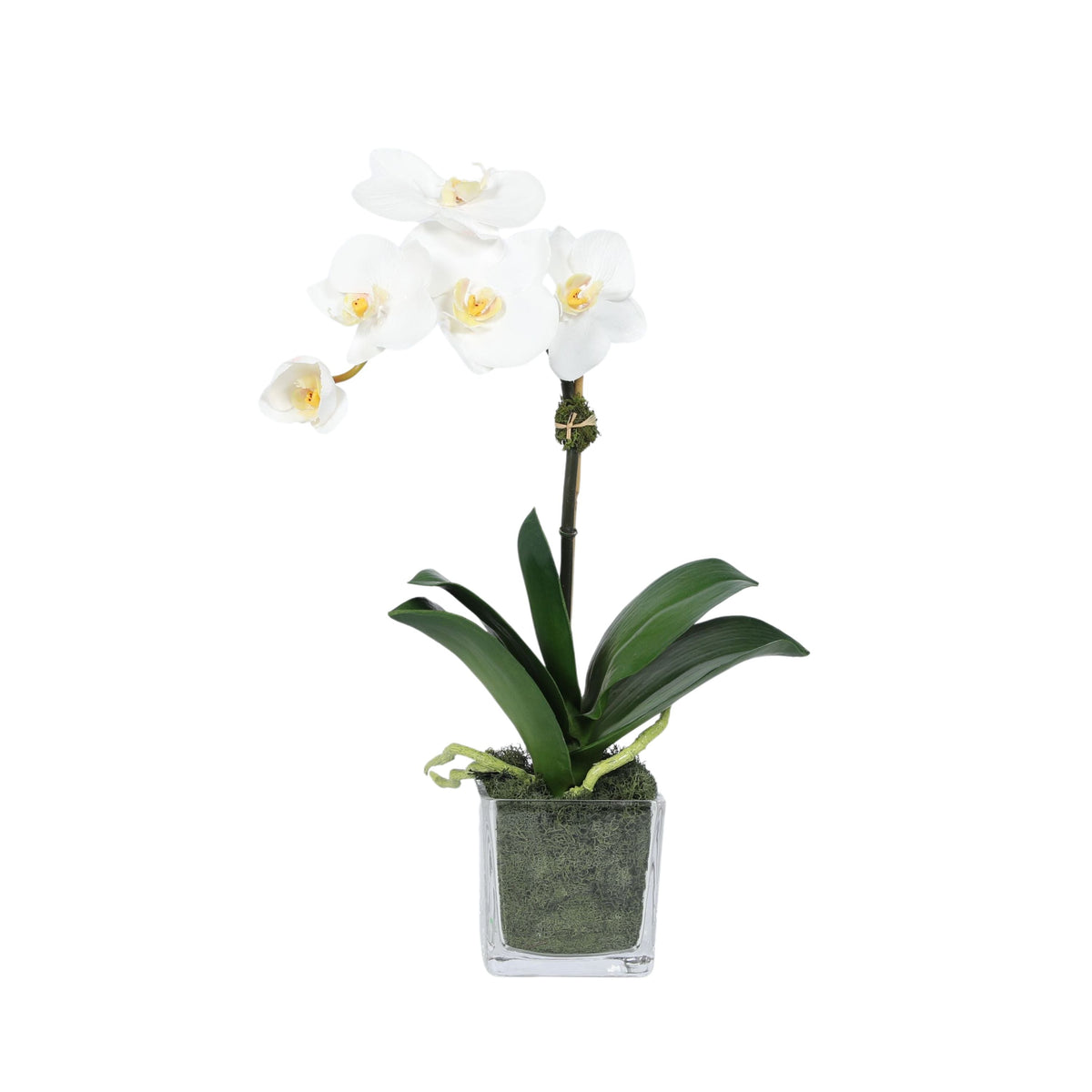 Mini composition d'orchidées dans un vase carré en verre