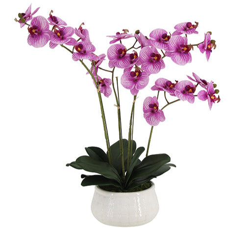 Orchidée Phalaenopsis de 23"