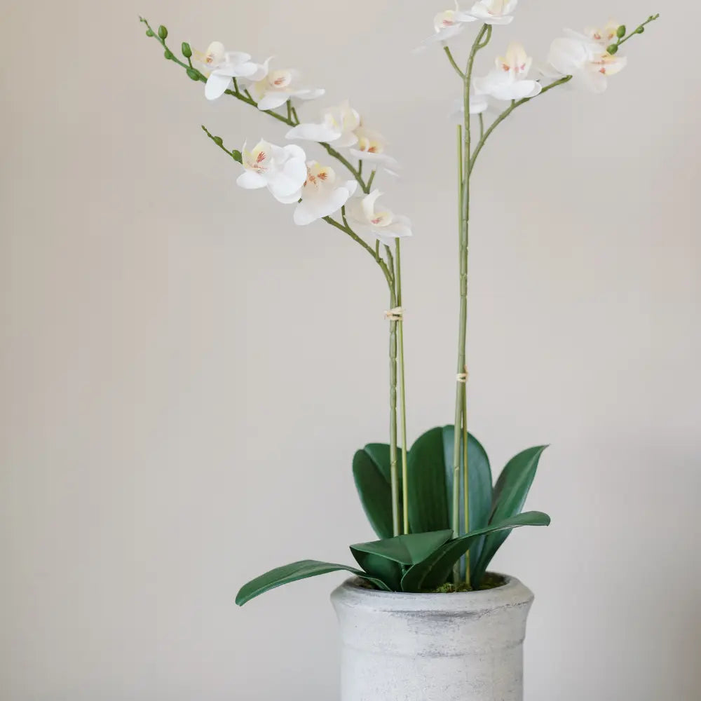 Orchidea Phalaenopsis artificiale bianca a 2 steli