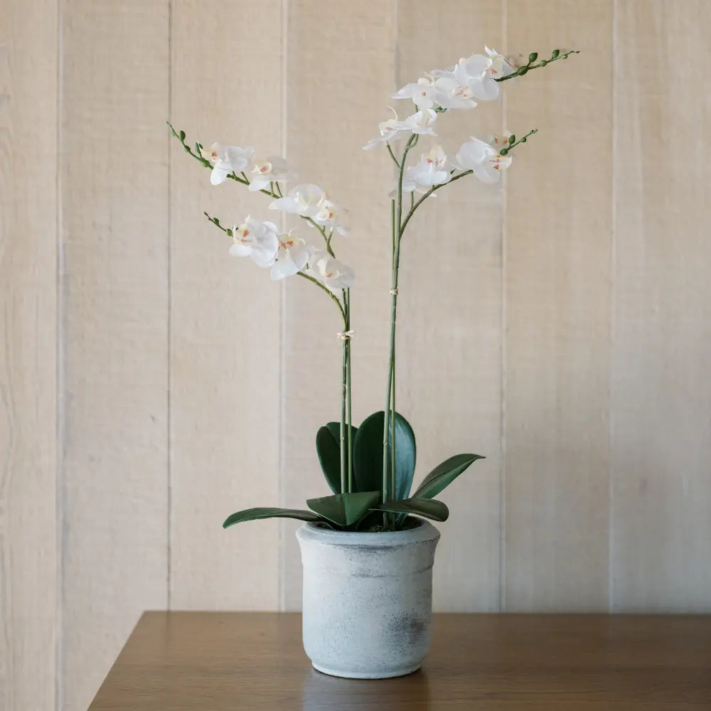 Orchidea Phalaenopsis artificiale bianca a 2 steli