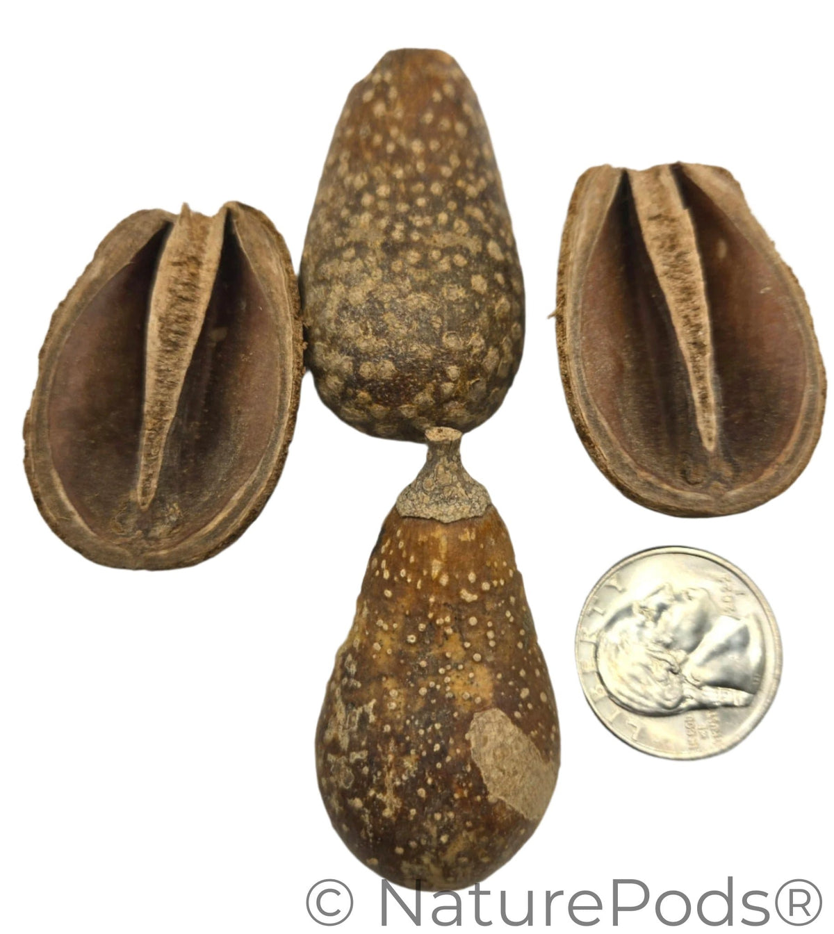 Pod di pera