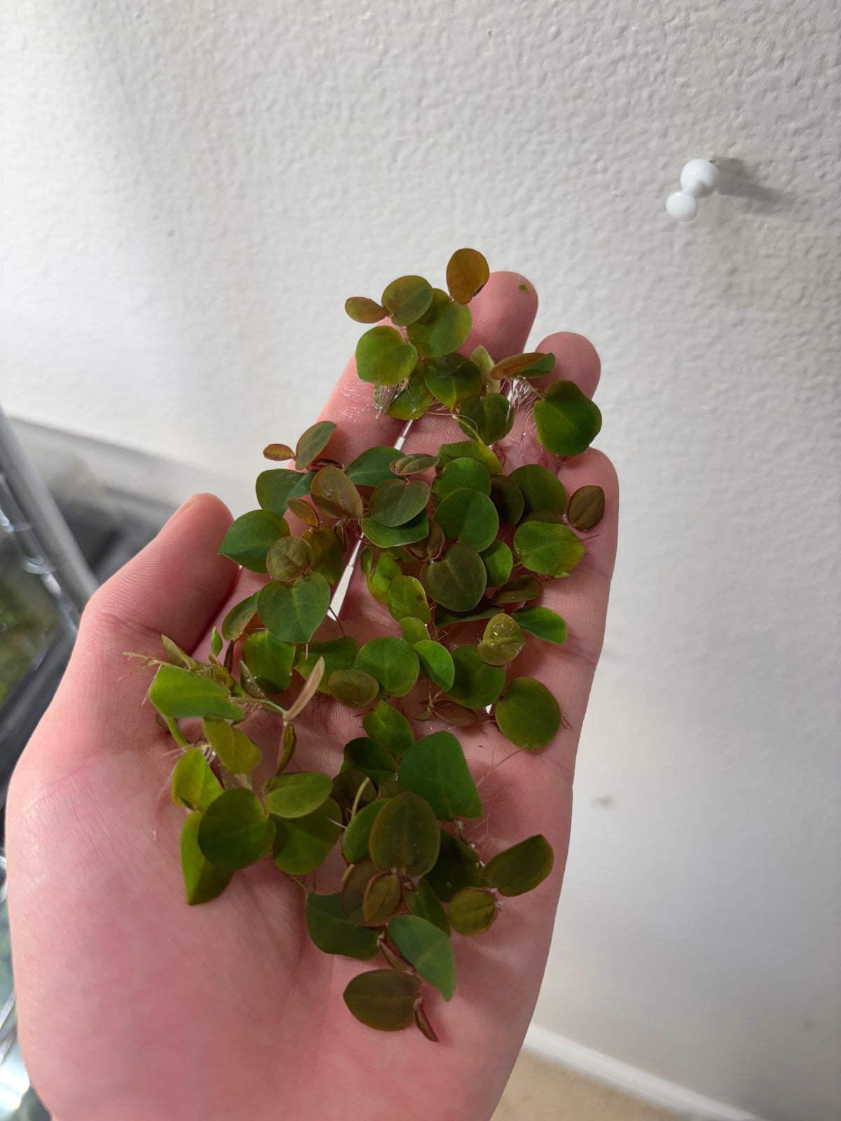 Salvinia natans rossa