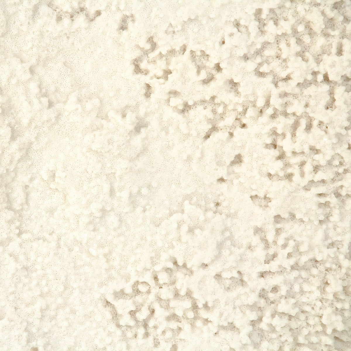 White Coral Sculpture Gold Base 30 in