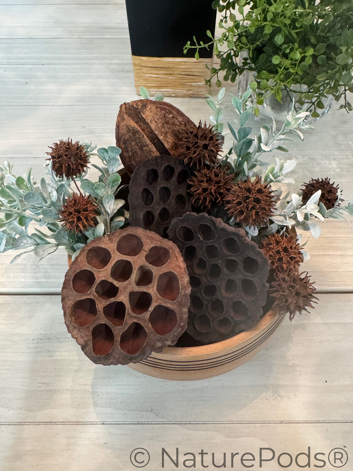 Sweetgum Pods