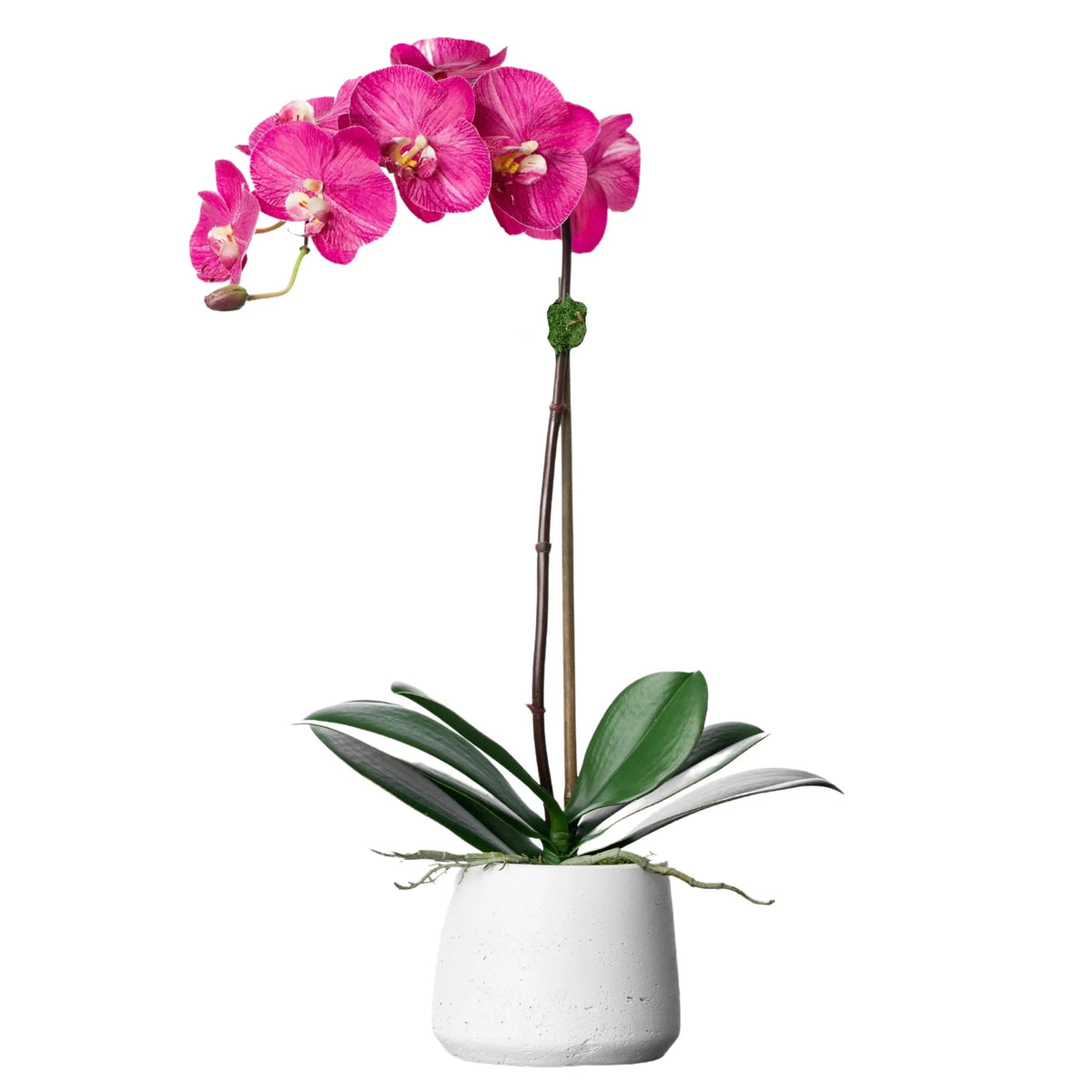 Pianta di orchidea in seta - orchidea phalaenopsis rosa in vaso bianco - 53 cm