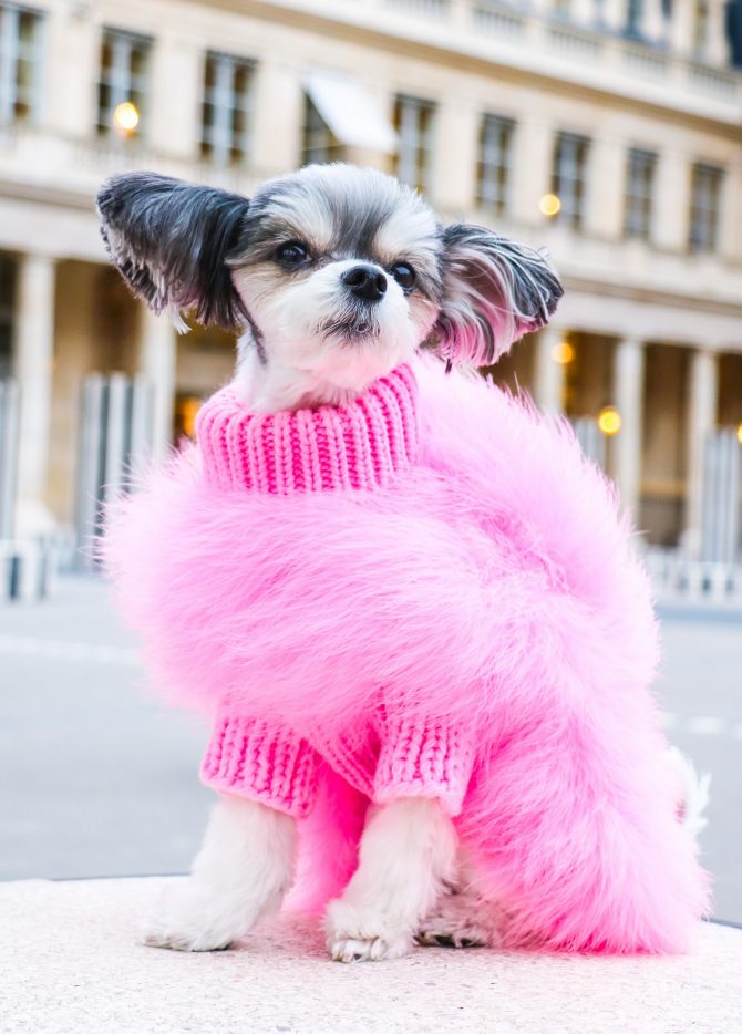 Pull pour animal de compagnie de luxe en plumes Haute Couture