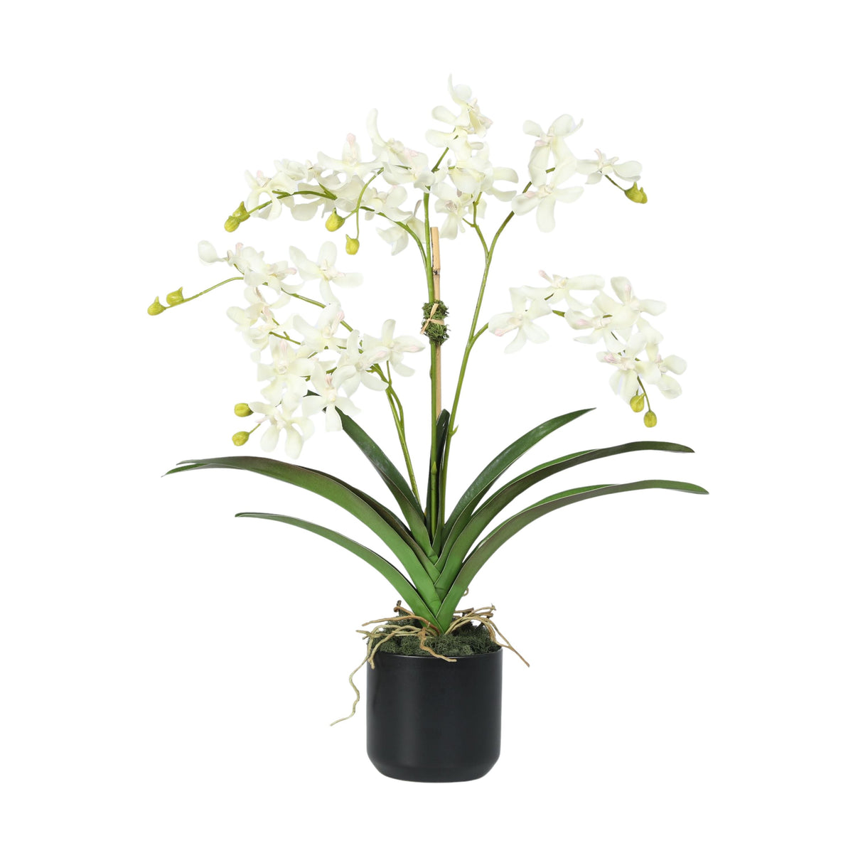 Composizione di orchidee in vaso - 61 cm
