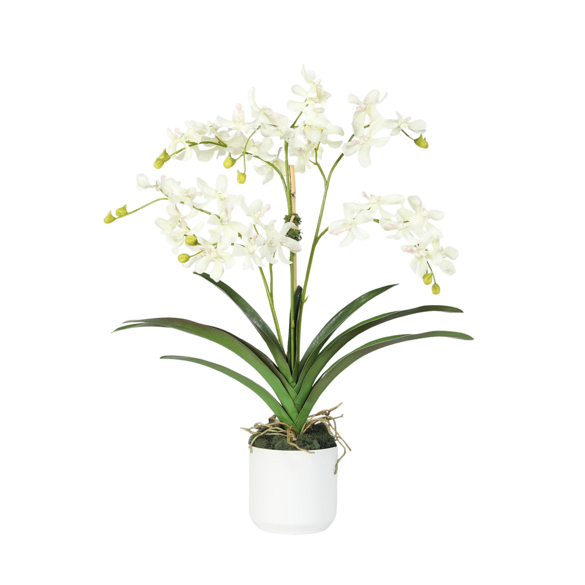 Composizione di orchidee in vaso - 61 cm