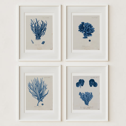 Vintage Coral Wall Art Studies Set of 4 In Antique or Indigo