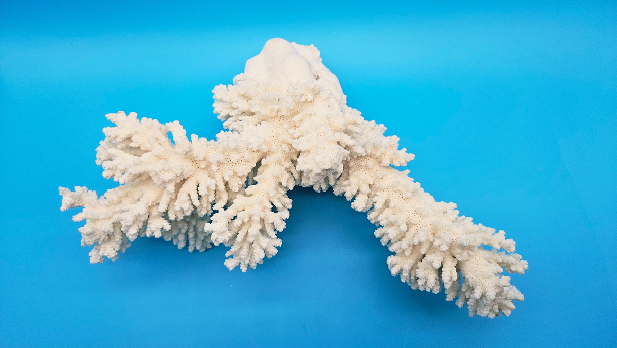 White Branch Coral Specimen (Acropora florida) - 12" x 10.5"