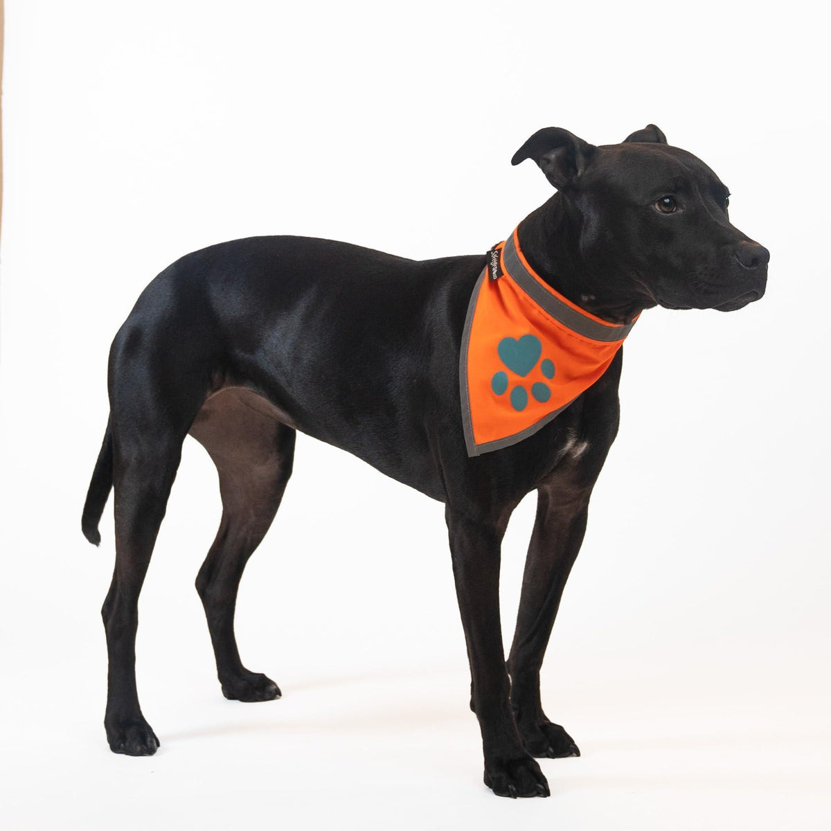 Bandana réfléchissant pour chien haute visibilité, taille S, tour de cou 25 cm, orange