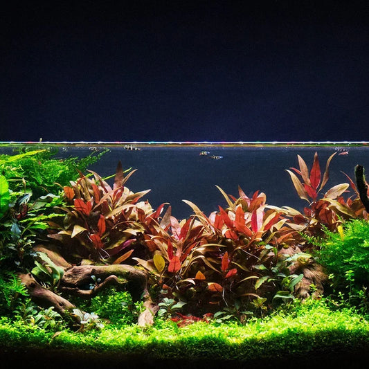 Alternanthera Reineckii "mini" (6+ stems)