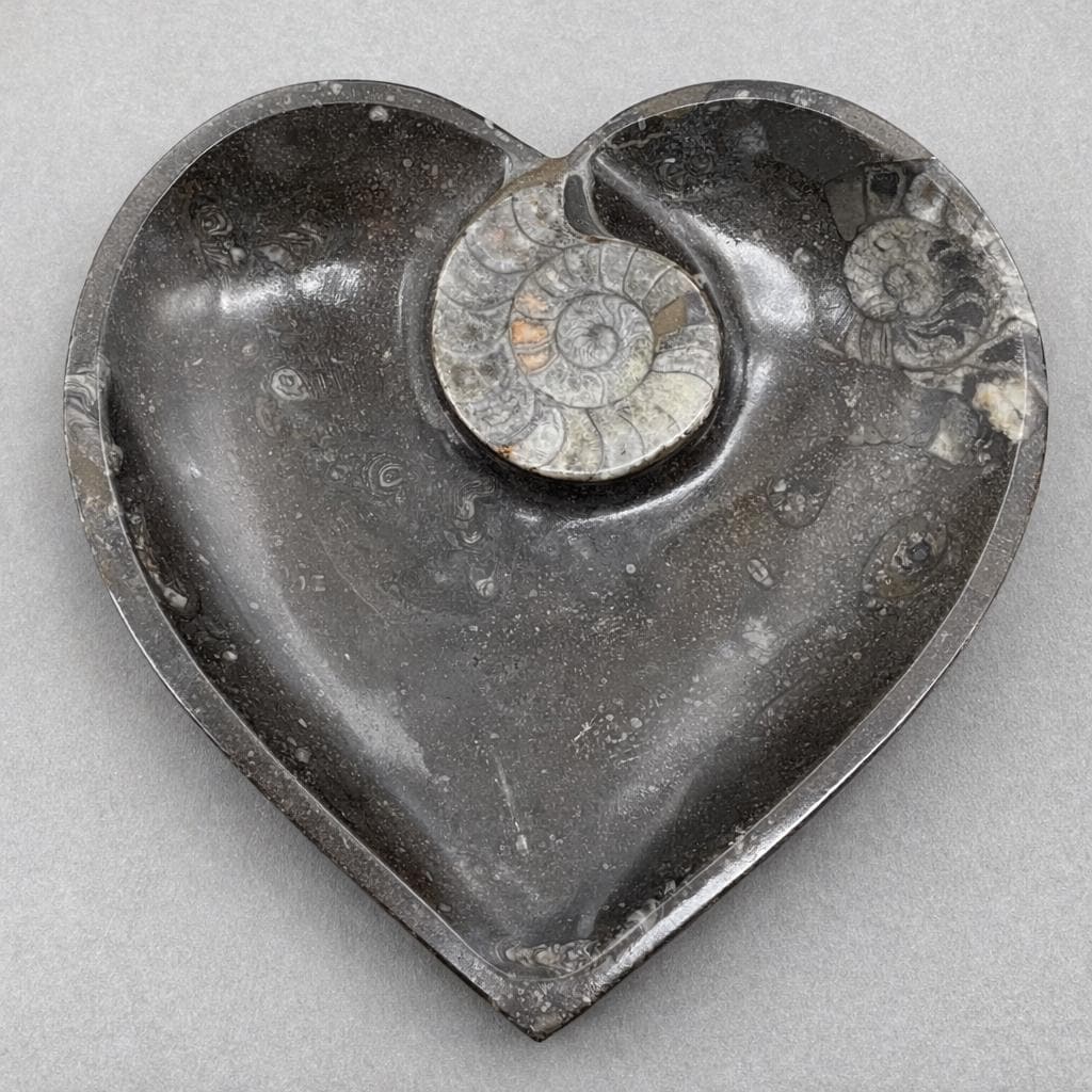 Piastra a cuore di ammonite 20 cm (1 pezzo)