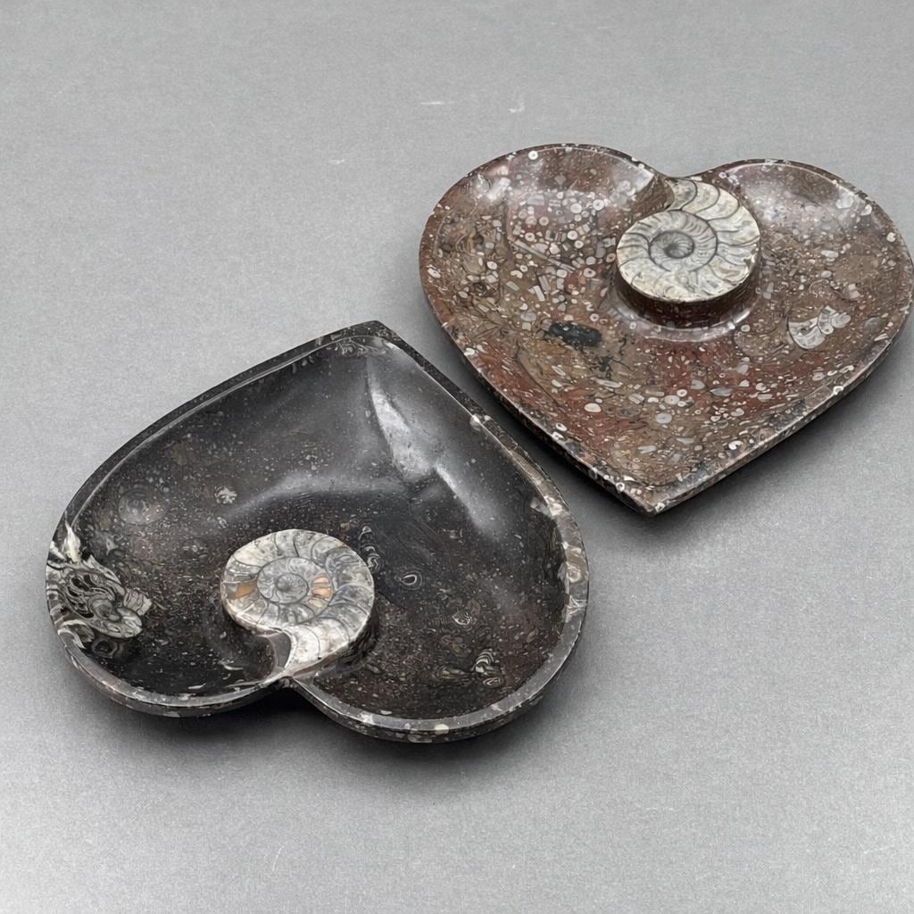 Piastra a cuore di ammonite 20 cm (1 pezzo)