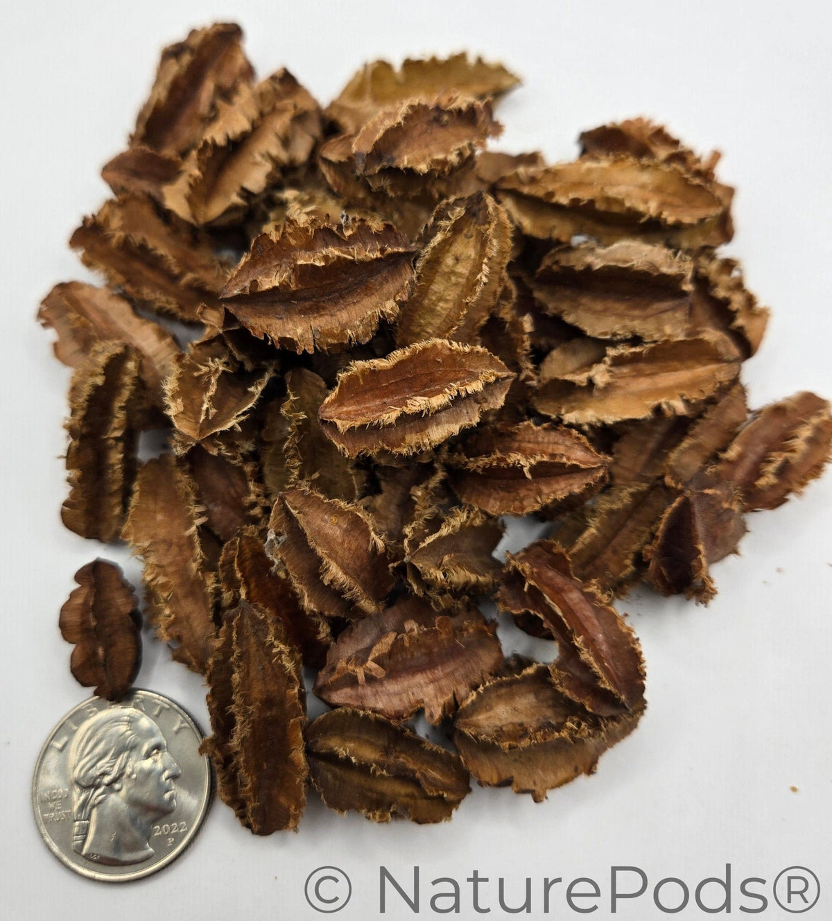 Mini Arjuna Seed Pods