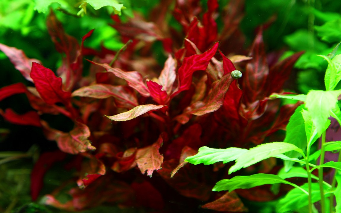 Alternanthera Rosanervig (6 tiges)