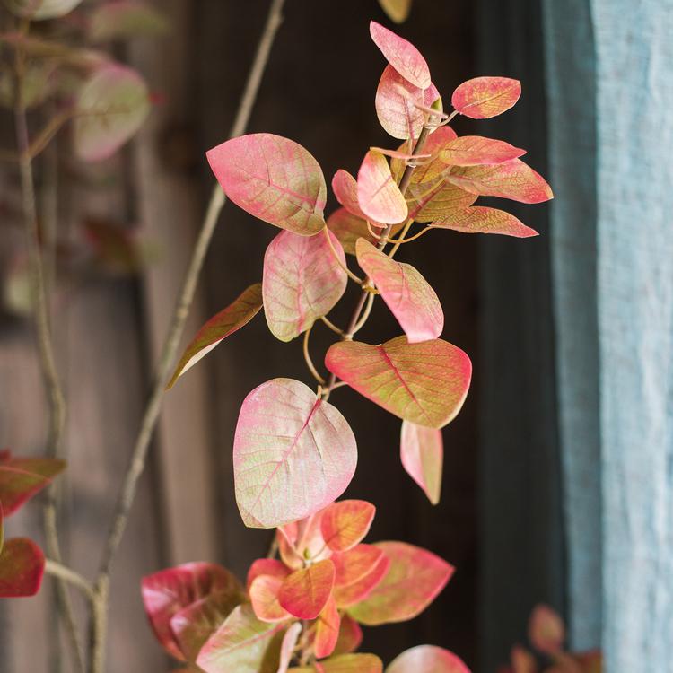 Albero di Bauhinia artificiale in vaso
