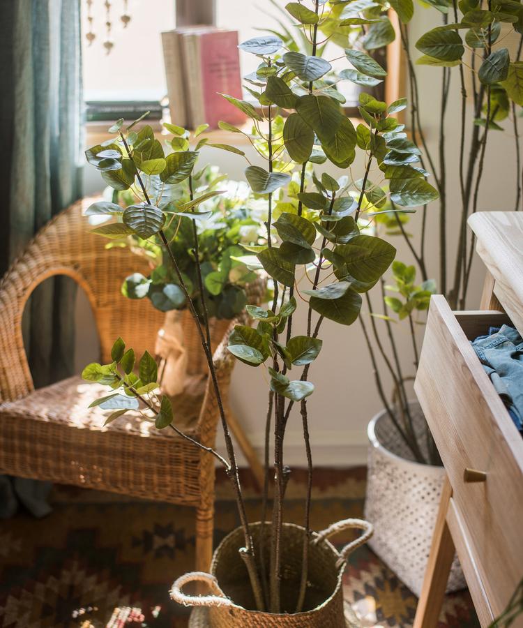 Albero di Bauhinia artificiale in vaso