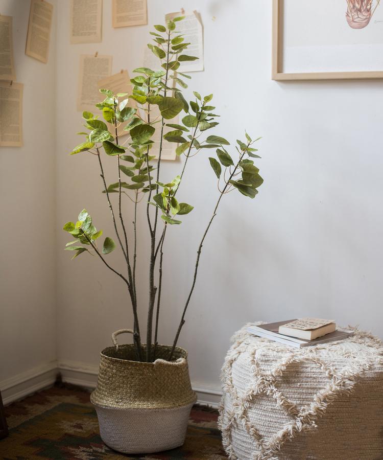 Albero di Bauhinia artificiale in vaso