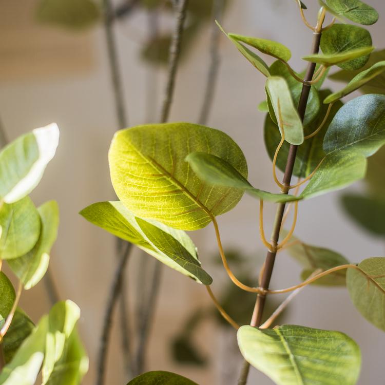 Albero di Bauhinia artificiale in vaso
