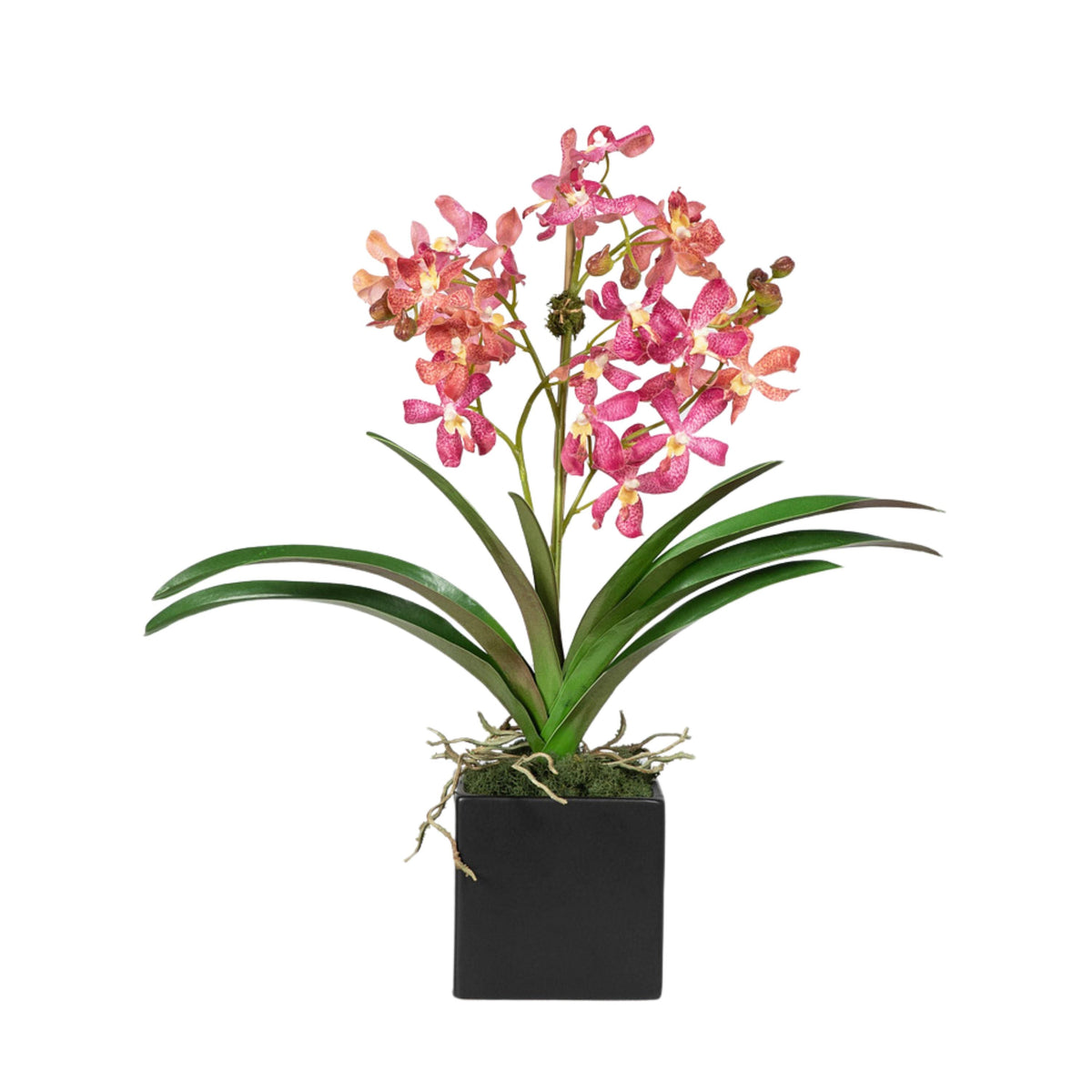 Composizione di orchidee Vanda rosa in vaso - 61 cm