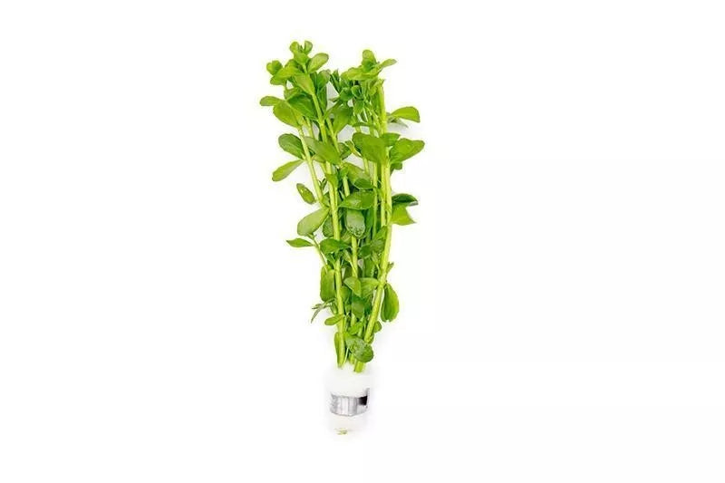 Bacopa Monnieri/Erba artiglieria (6+ steli)