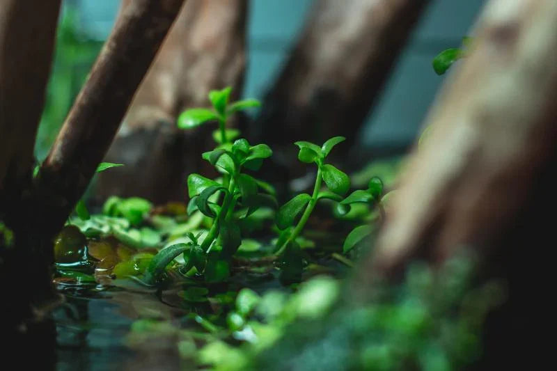 Bacopa Monnieri/Erba artiglieria (6+ steli)