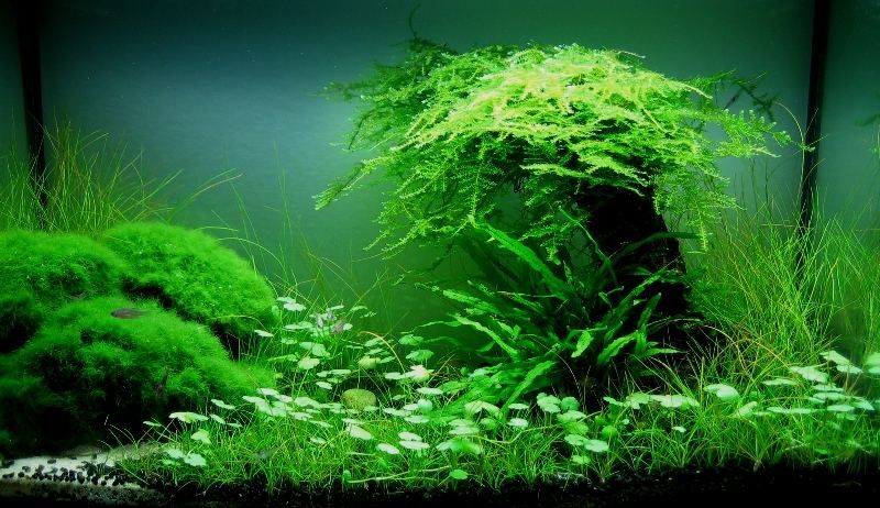 Hydrocotyle leucocephala (5+ pousses de ~2-3 feuilles chacune)