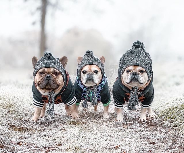 Bonnet en tricot chaud pour animal de compagnie automne-hiver avec pompon