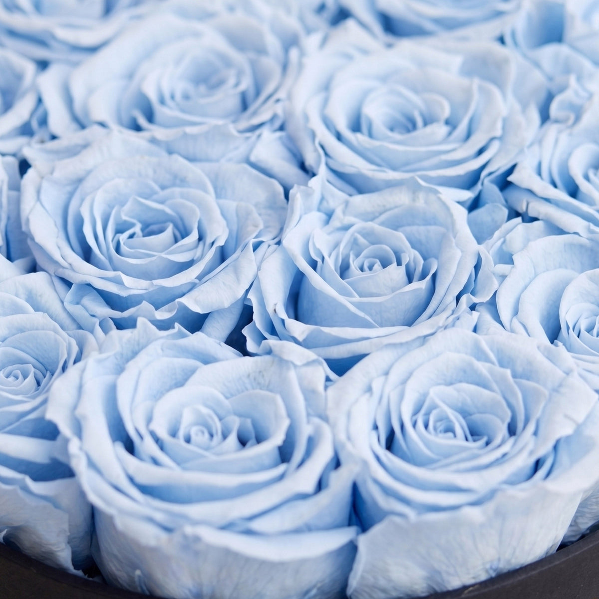 Black Box Classica | Rose Azzurre