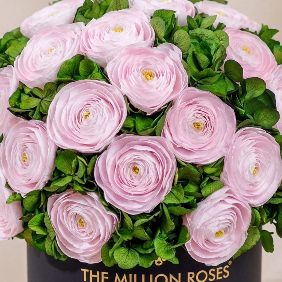 Boîte noire classique | Renoncules rose clair et hortensias verts