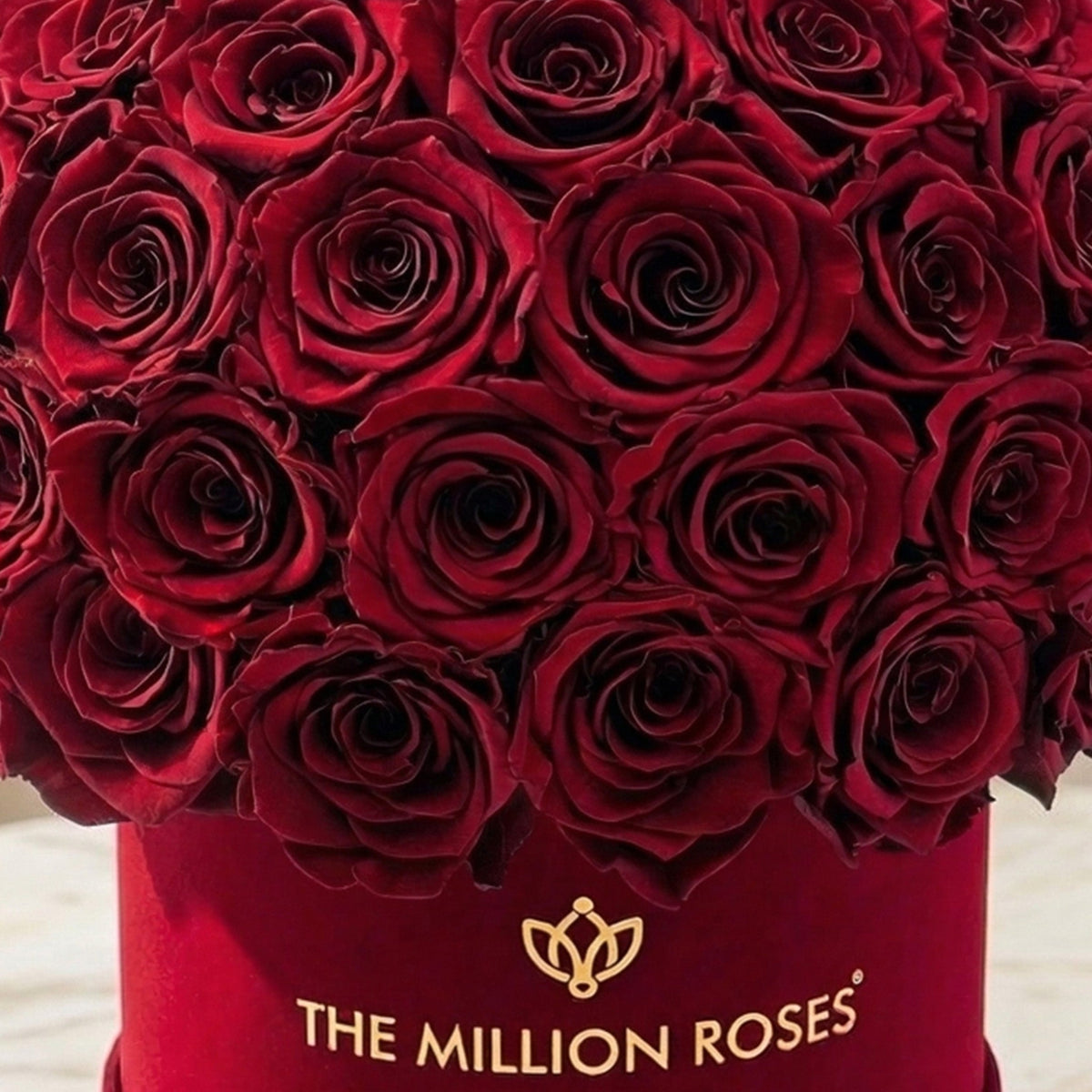 Classic Bordeaux Suede Superdome Box | Rose bordeaux