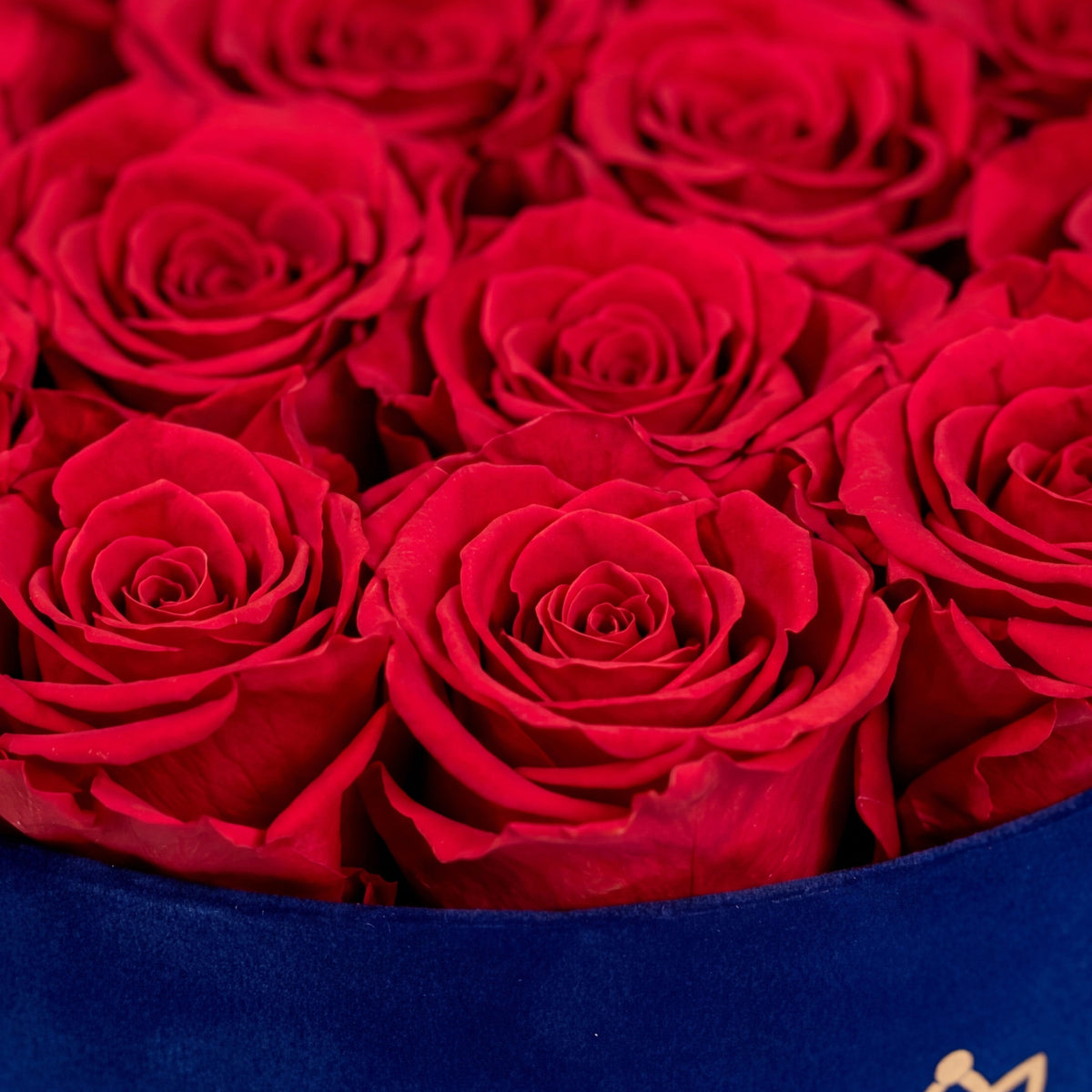 Boîte en suédine bleu roi classique | Roses rouges