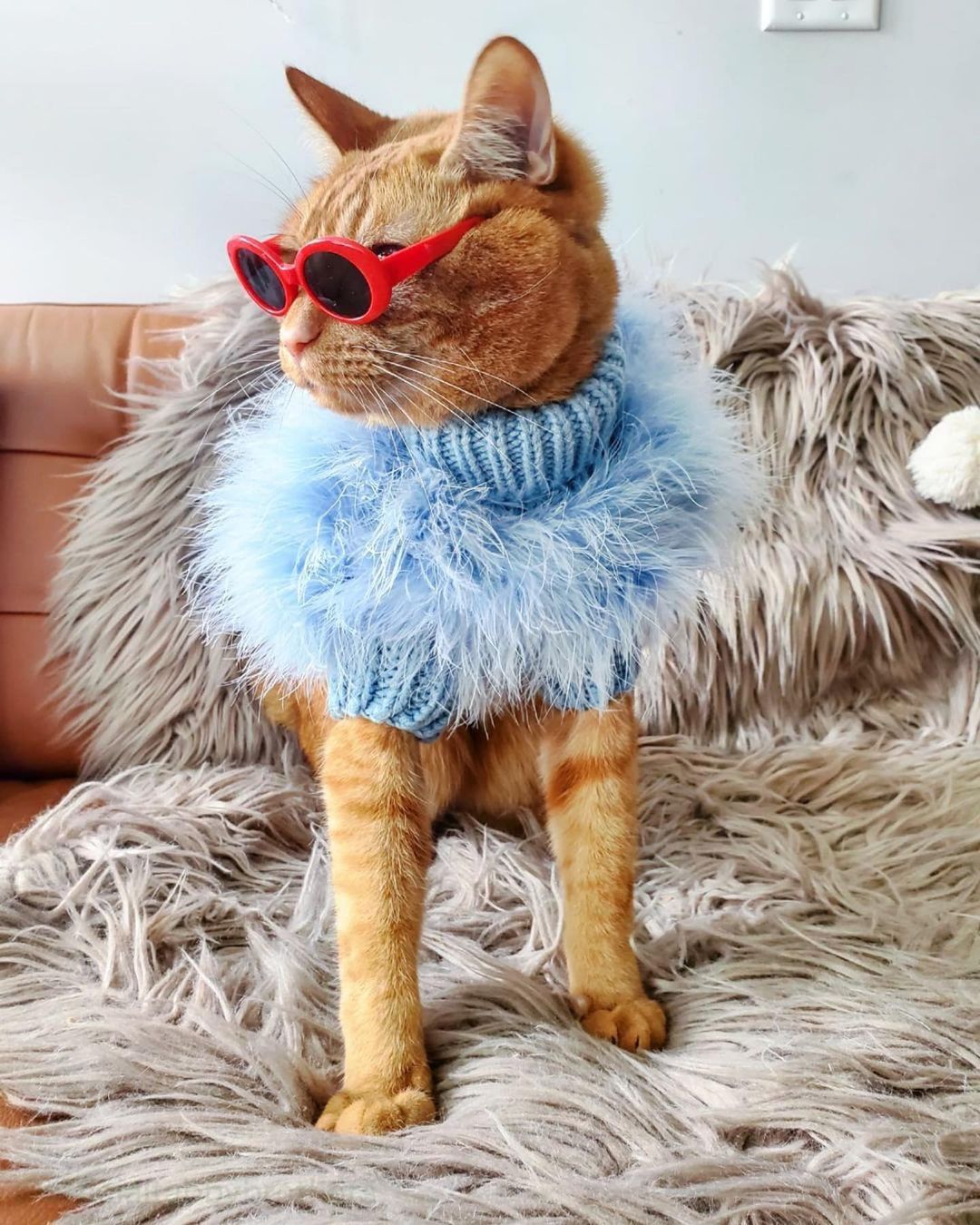 Pull pour animal de compagnie de luxe en plumes Haute Couture
