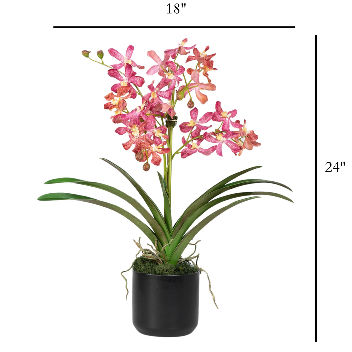 Composizione di orchidee Vanda rosa in vaso - 61 cm