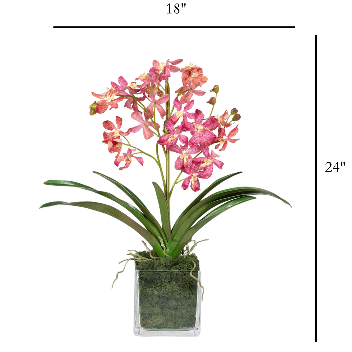 Composizione di orchidee Vanda rosa in vaso - 61 cm