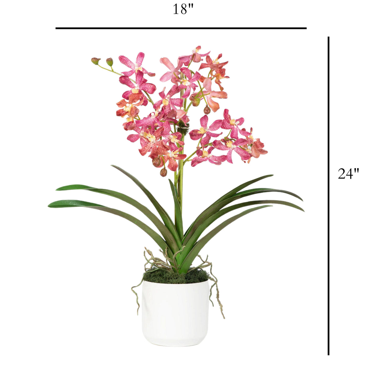 Composizione di orchidee Vanda rosa in vaso - 61 cm