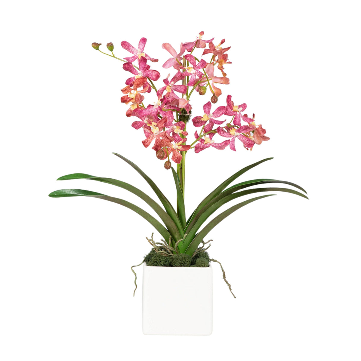 Composizione di orchidee Vanda rosa in vaso - 61 cm